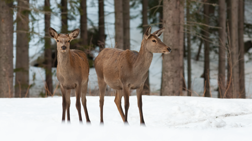 Hinds in the snow on Ben Alder Estate.