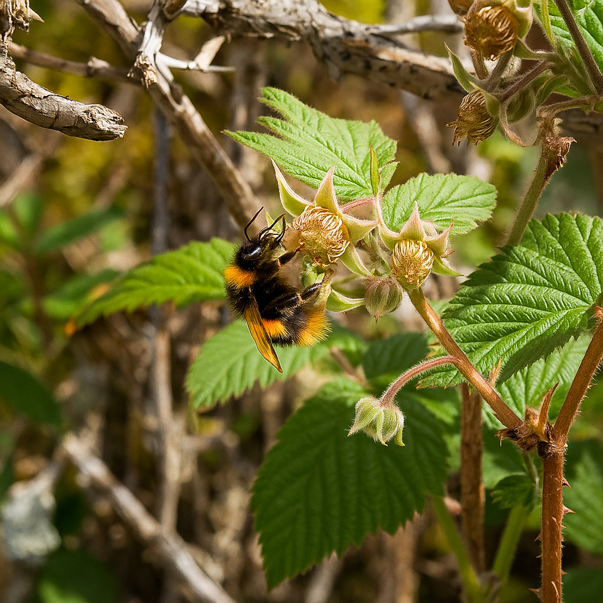 Ben Alder Grenadier-83