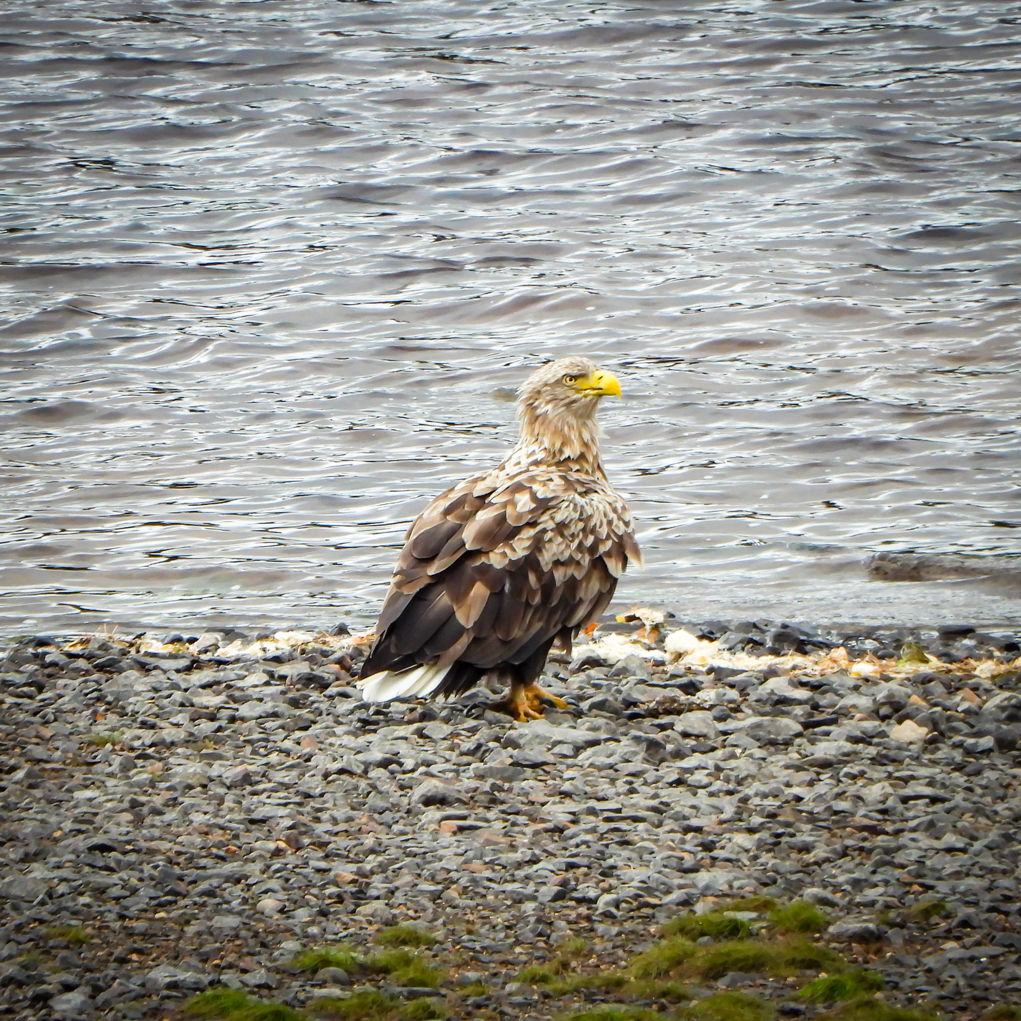 Ben Alder Estate Conservation