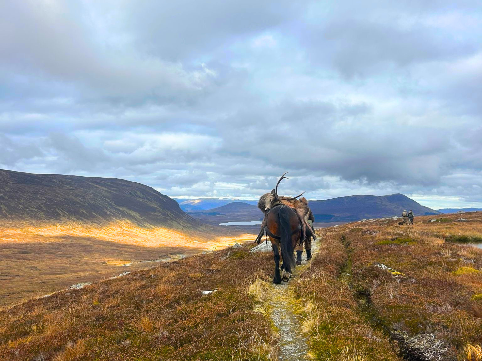 A shot deer is taken away after a successful stalk (Ben Alder Estate).
