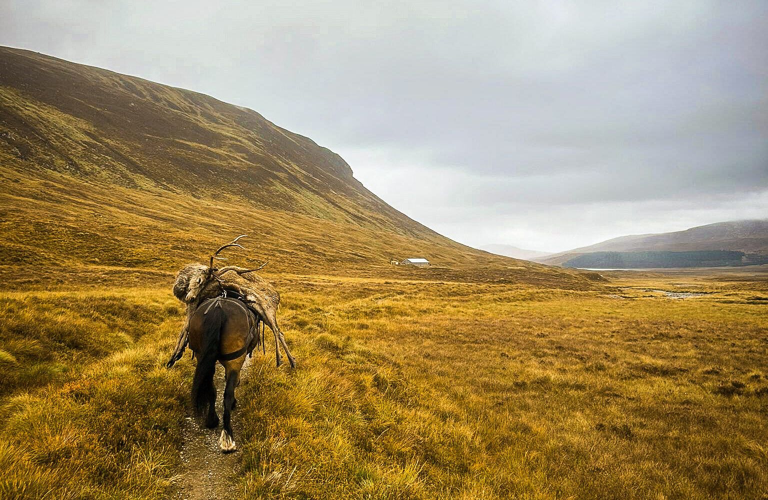 A shot deer is taken away after a successful stalk (Ben Alder Estate).