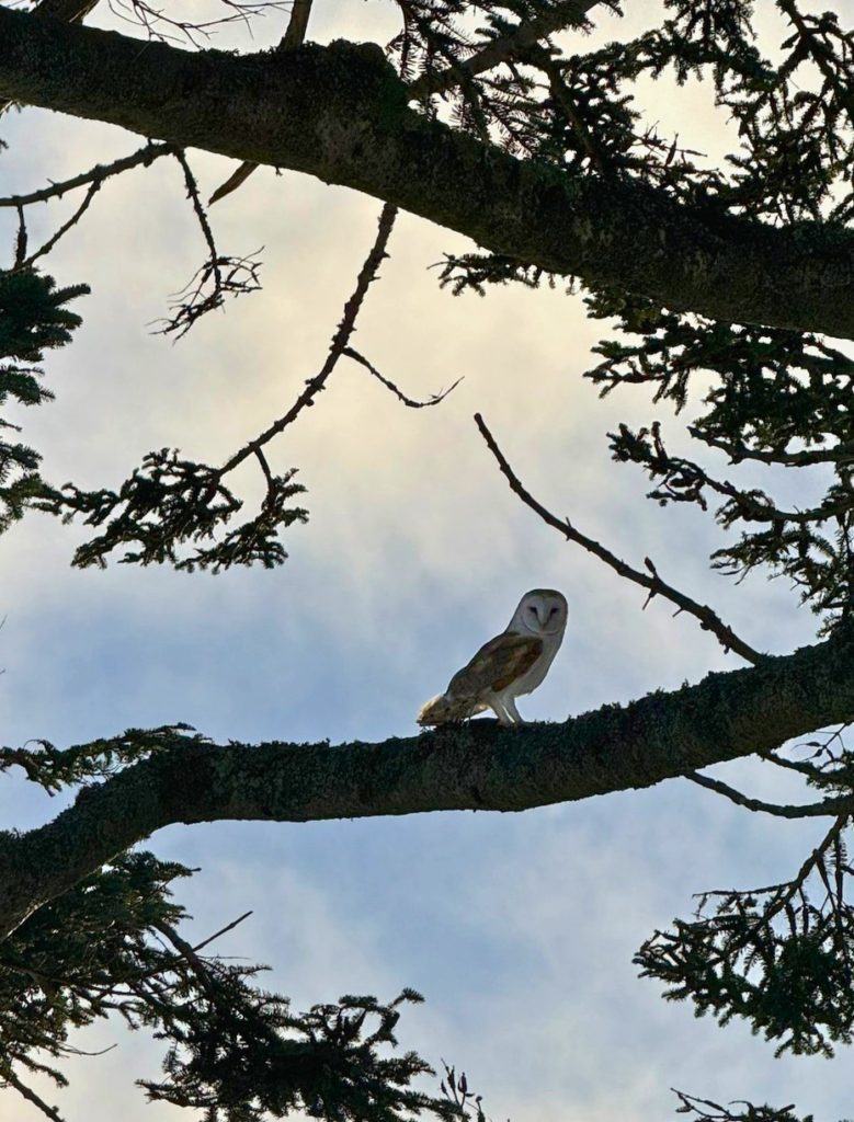 A barn owl in the trees at Dalnaspidal Lodge (Ben Alder Estate).