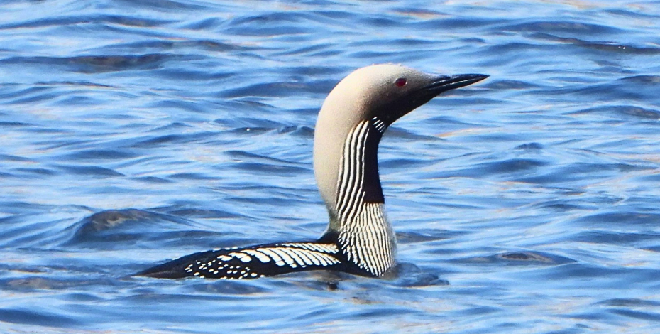 A rare sight, a Black-Throated Diver on Loch Ericht (Ben Alder Estate).