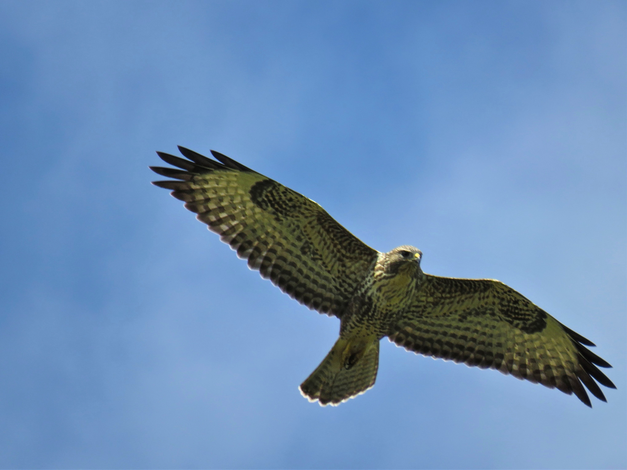 A harrier glides in the skies of Ben Alder Estate.