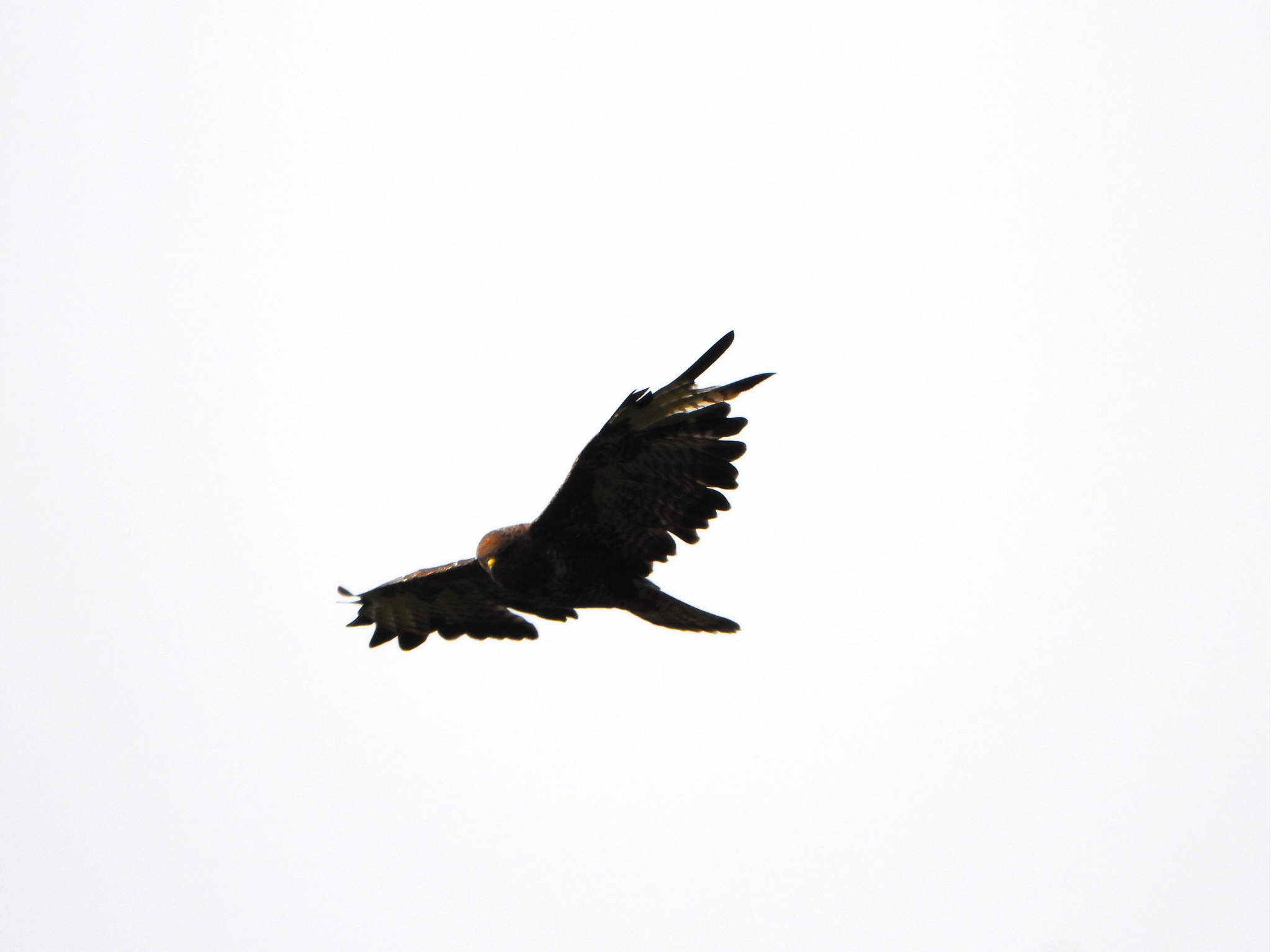 A Golden Eagle soars above Ben Alder Estate.