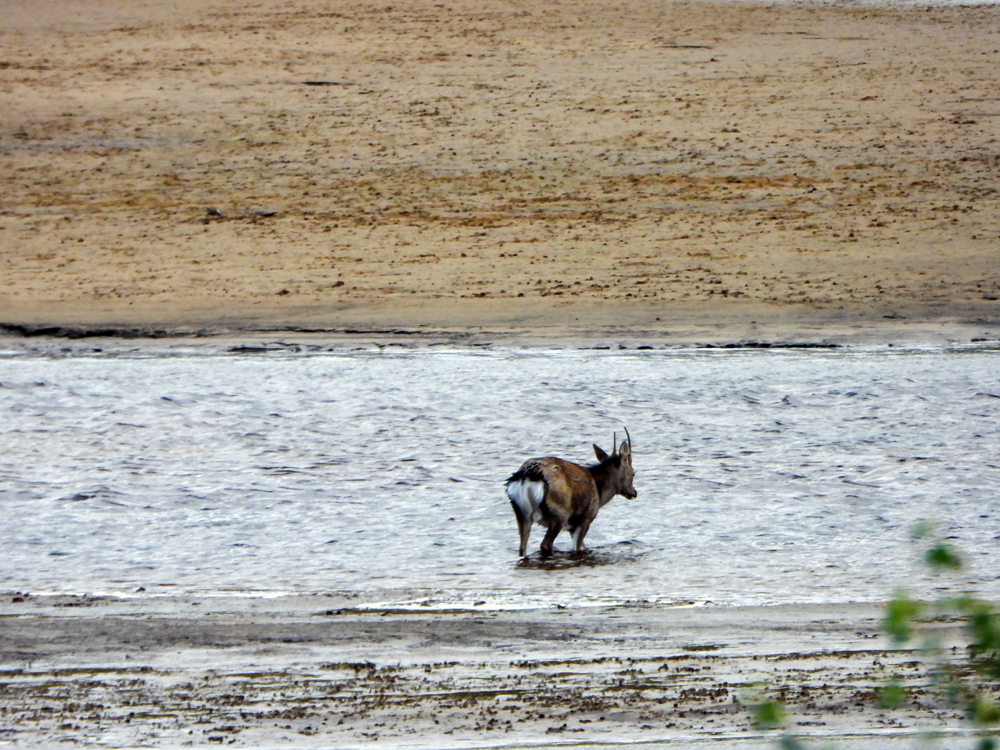 A Sika deer stops for a drink on Ben Alder Estate.