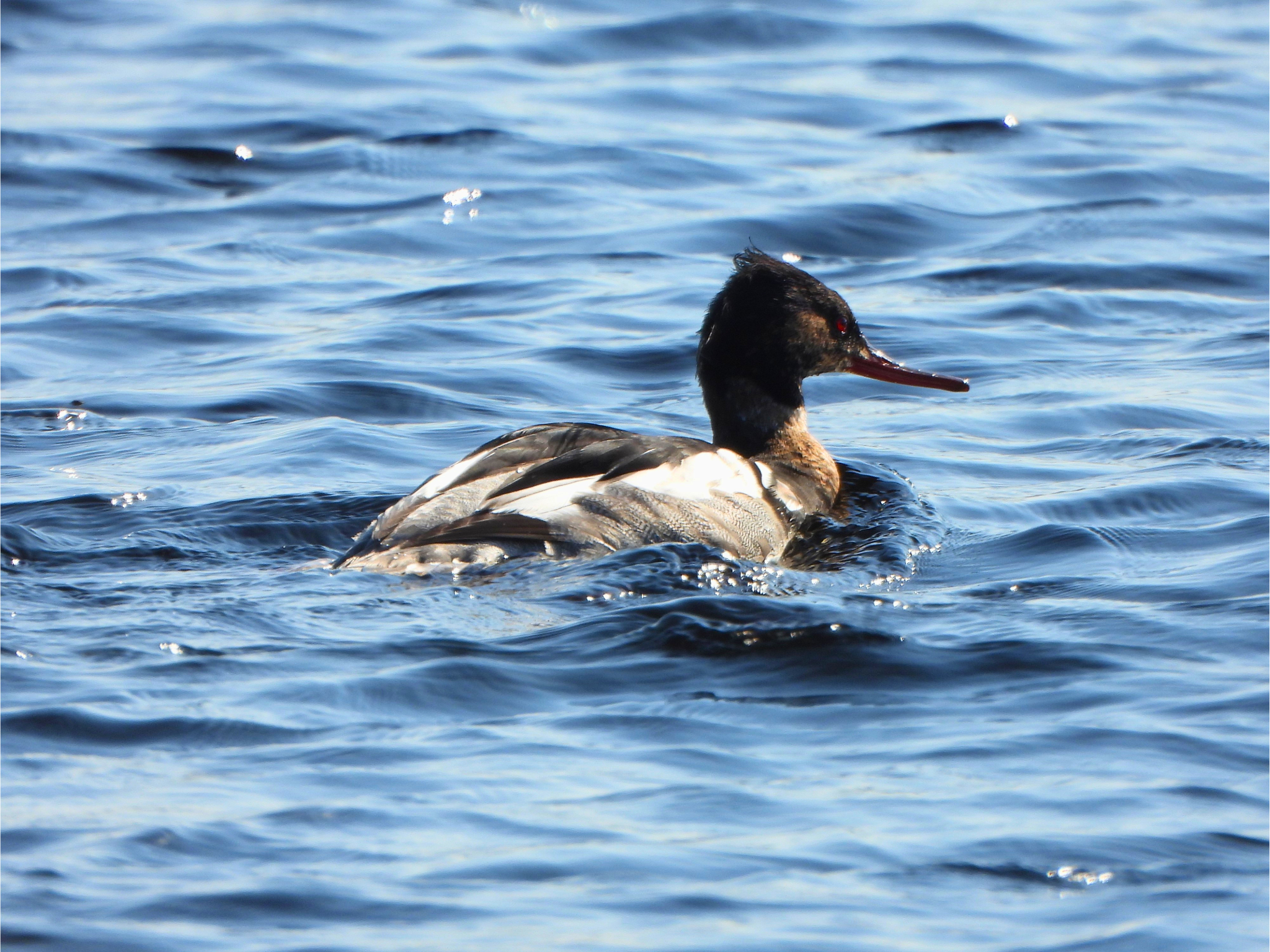 A Merganser floats on Loch Ericht (Ben Alder Estate).
