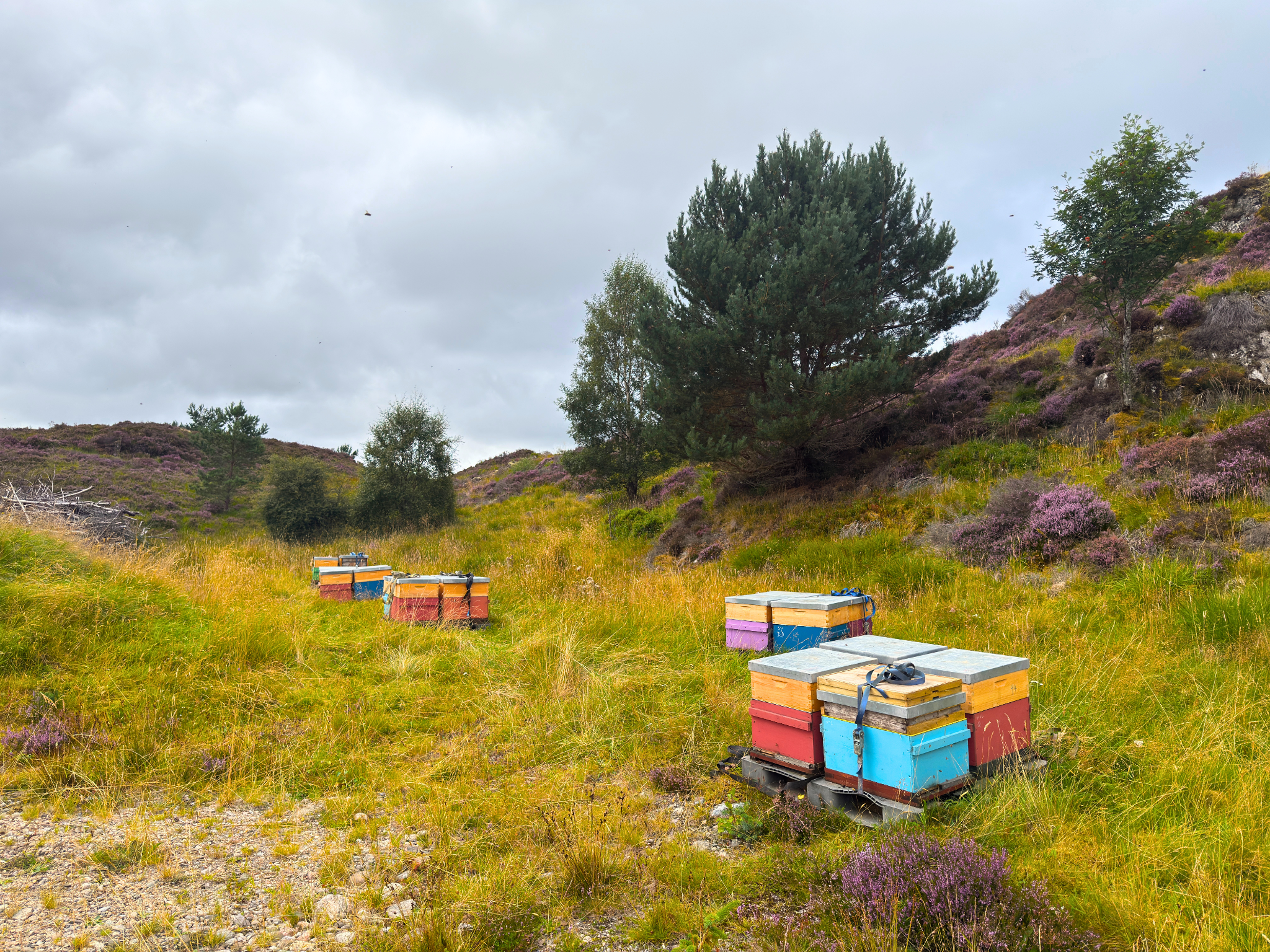 Bee Hives on Ben Alder Estate