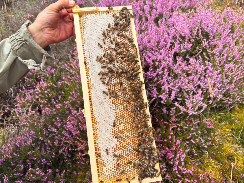 A apiary of bees making heather honey on Ben Alder Estate.